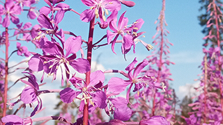 Иван-чай на Руси и в современной России: традиции заготовки и употребления